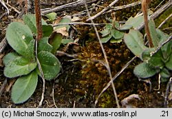 Arabis hirsuta (gęsiówka szorstkowłosista)