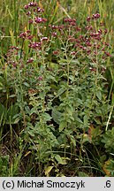 Origanum vulgare (lebiodka pospolita)