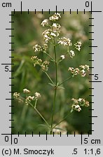 Galium boreale (przytulia północna)