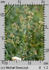 Galium boreale (przytulia północna)