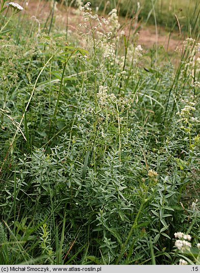 Galium boreale (przytulia północna)