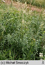 Galium boreale (przytulia północna)