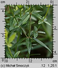 Galium boreale (przytulia północna)