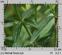 Galium boreale (przytulia północna)