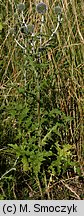 Echinops sphaerocephalus (przegorzan kulisty)