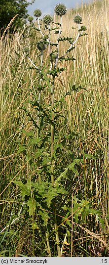 Echinops sphaerocephalus (przegorzan kulisty)