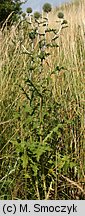 Echinops sphaerocephalus (przegorzan kulisty)