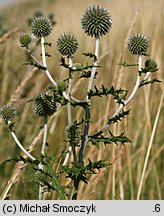 Echinops sphaerocephalus (przegorzan kulisty)