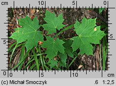 Acer platanoides (klon pospolity)