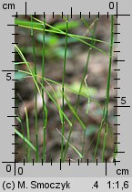 Poa nemoralis (wiechlina gajowa)