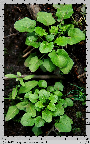 Arabidopsis halleri ssp. halleri (rzodkiewnik Hallera typowy)