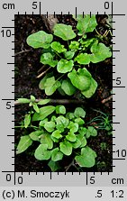Arabidopsis halleri ssp. halleri (rzodkiewnik Hallera typowy)