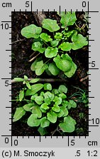 Arabidopsis halleri ssp. halleri (rzodkiewnik Hallera typowy)