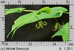 Streptopus amplexifolius (liczydło górskie)