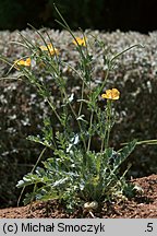 Glaucium flavum (siwiec żółty)