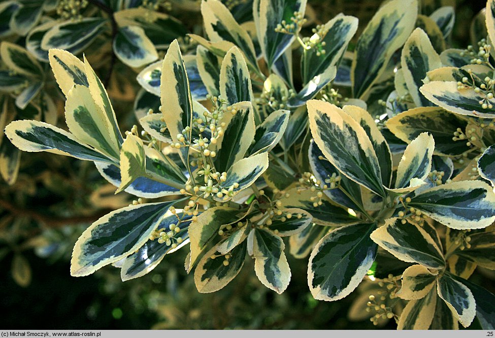 Euonymus japonicus (trzmielina japońska)