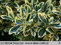 Euonymus japonicus (trzmielina japońska)