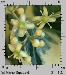 Euonymus japonicus (trzmielina japońska)