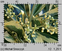 Euonymus japonicus (trzmielina japońska)