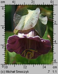 Cobaea scandens (kobea pnąca)