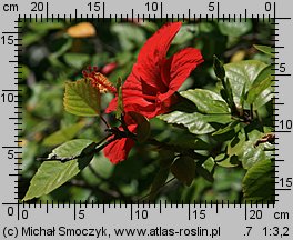 Hibiscus rosa-sinensis (ketmia róża chińska)