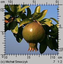 Punica granatum (granatowiec właściwy)