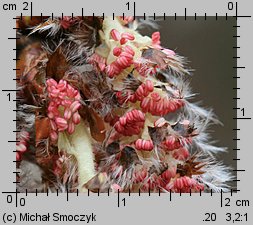 Populus tremula (topola osika)