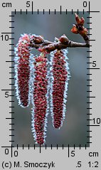 Populus tremula (topola osika)