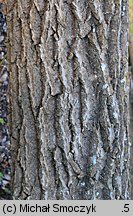 Populus tremula (topola osika)