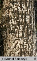 Populus tremula (topola osika)