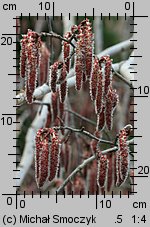 Populus tremula (topola osika)