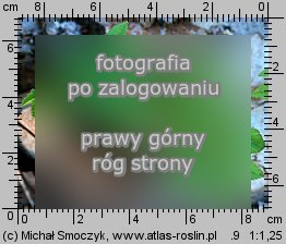 Aegopodium podagraria (podagrycznik pospolity)