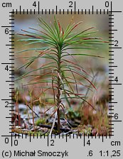 Pinus sylvestris (sosna zwyczajna)