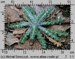 Senecio vernalis (starzec wiosenny)