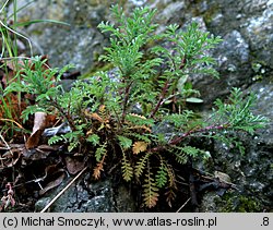 Anthemis tinctoria (rumian żółty)