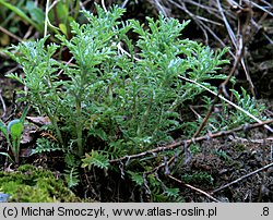 Anthemis tinctoria (rumian żółty)