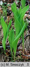 Convallaria majalis (konwalia majowa)