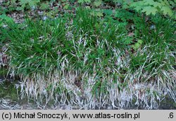 Poa remota (wiechlina odległokłosa)