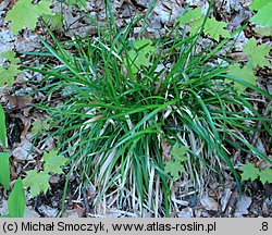 Poa remota (wiechlina odległokłosa)