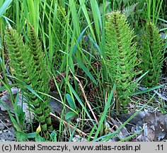 Equisetum telmateia (skrzyp olbrzymi)