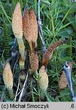 Equisetum telmateia (skrzyp olbrzymi)