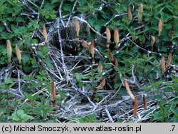 Equisetum telmateia (skrzyp olbrzymi)