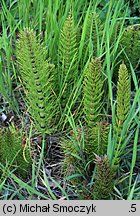 Equisetum telmateia (skrzyp olbrzymi)