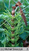 Equisetum telmateia (skrzyp olbrzymi)