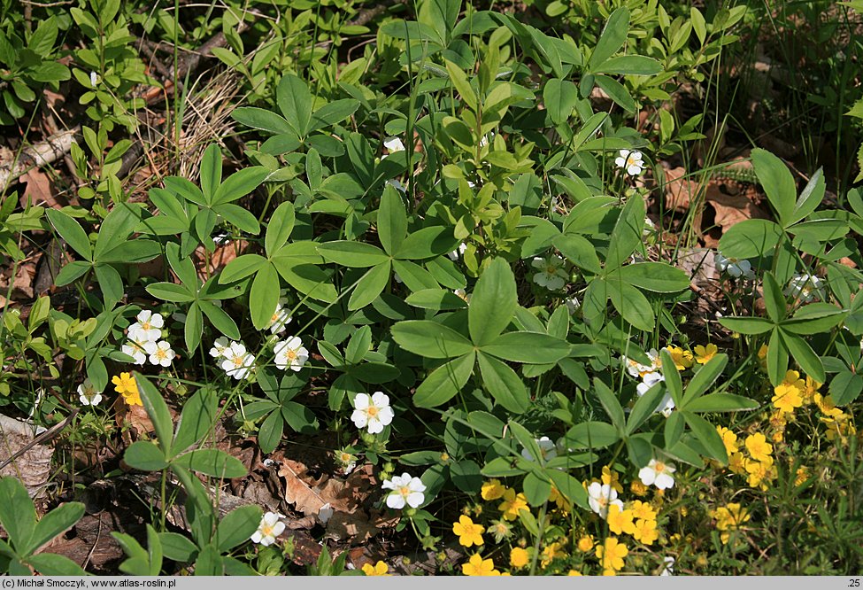 Potentilla alba (pięciornik biały)