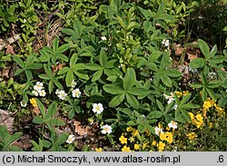 Potentilla alba (pięciornik biały)