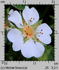 Potentilla alba (pięciornik biały)