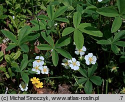 Potentilla alba (pięciornik biały)