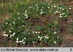 Potentilla alba (pięciornik biały)