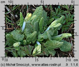 Primula elatior (pierwiosnek wyniosły)